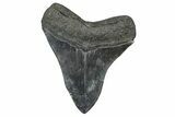 Fossil Megalodon Tooth - South Carolina #375815-2